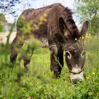 Couvent de Malet - Accueil, hébergement sur le chemin de St Jacques, Aveyron
